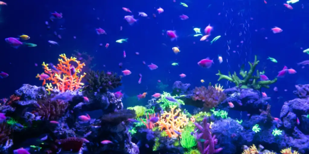 The Dallas World Aquarium