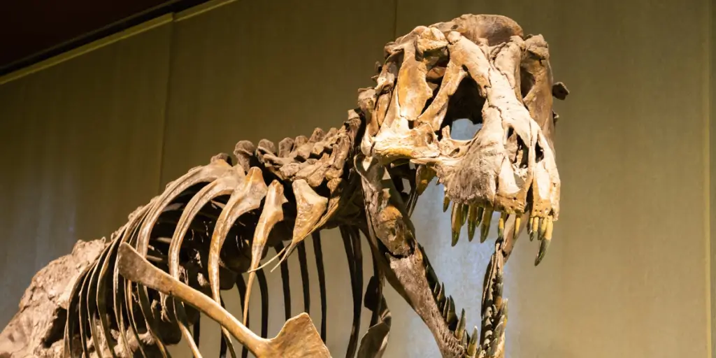 SKELETONS: Museum of Osteology