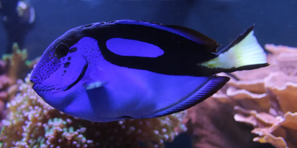 Kansas City Zoo & Aquarium