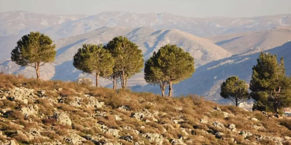 Vale do Bekaa