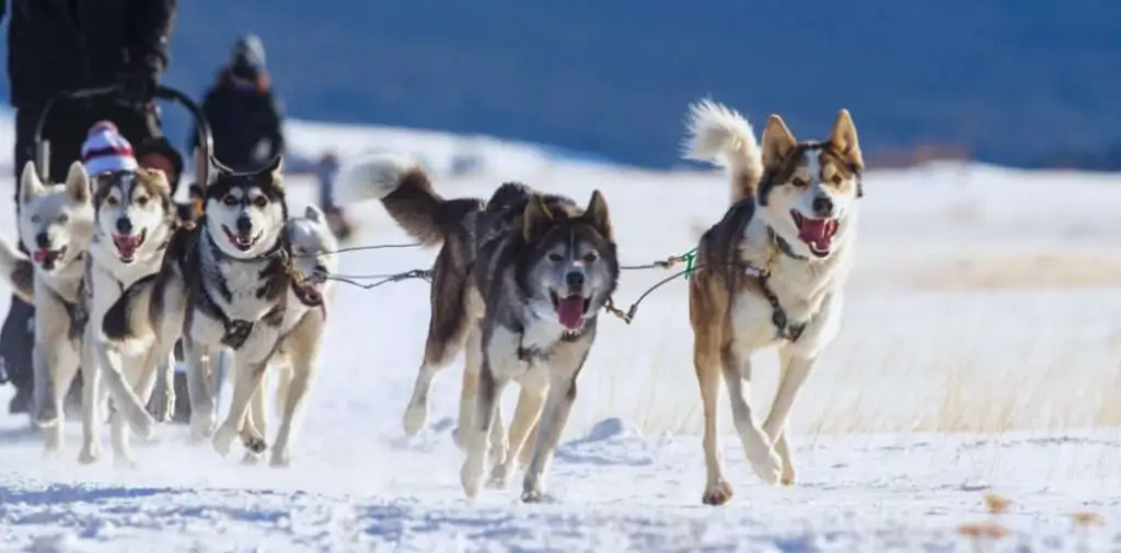 Passeios com Huskies e Motoneve